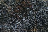 Polished, Black Petrified Palm Root Slab - Indonesia #151963-1